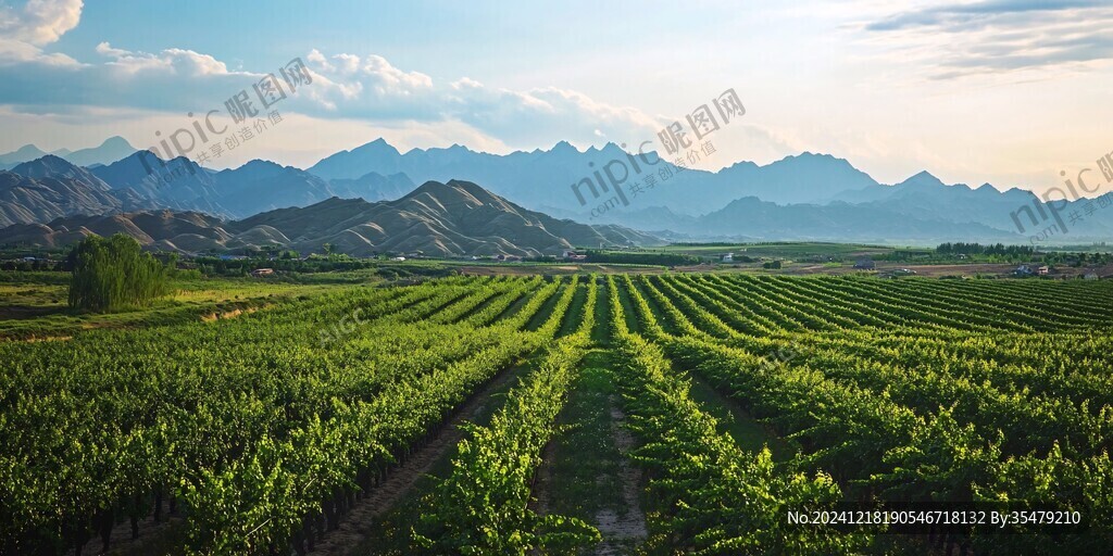 葡萄酒种植山水风光