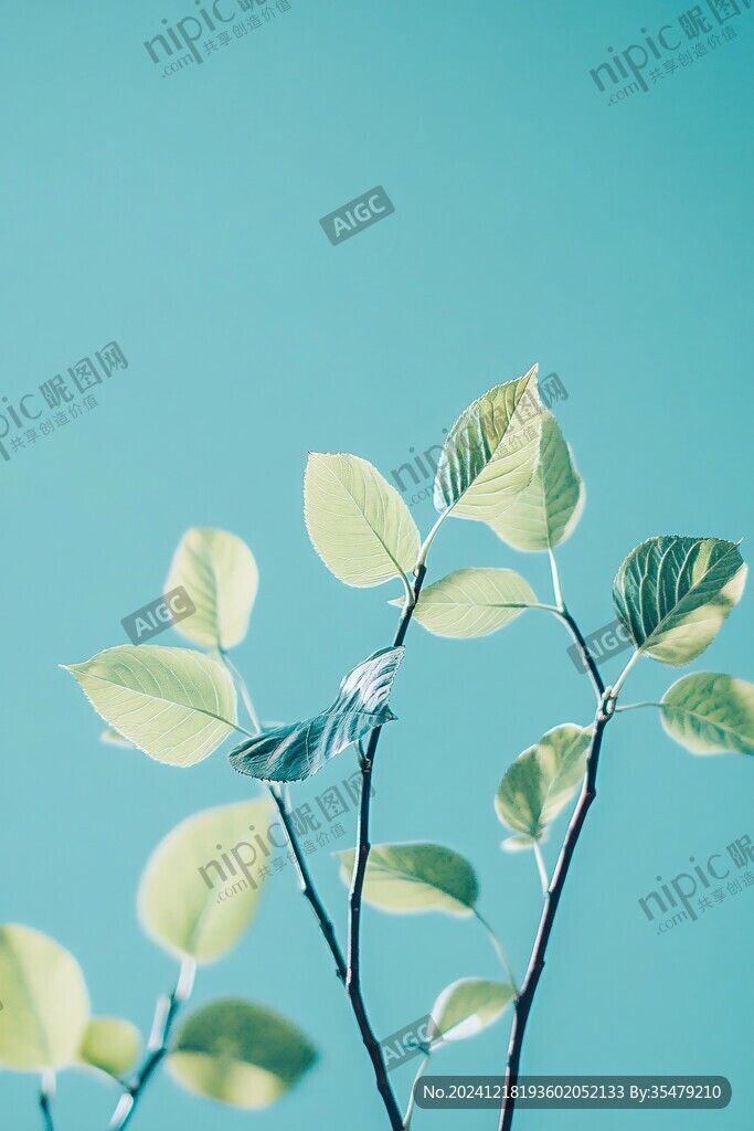 唯美枝叶