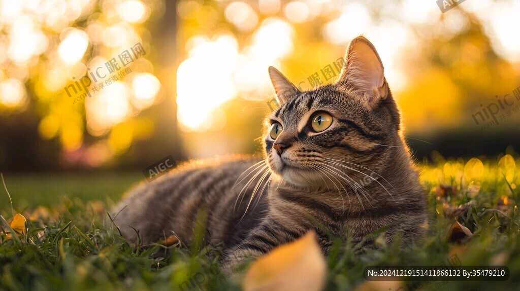 草坪上的狸花猫
