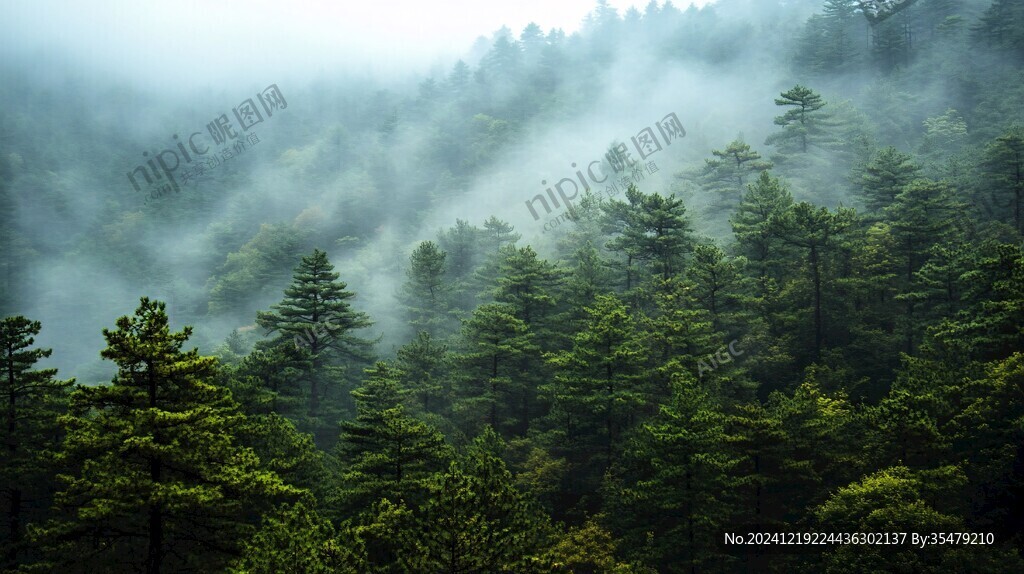 森林云雾山岚