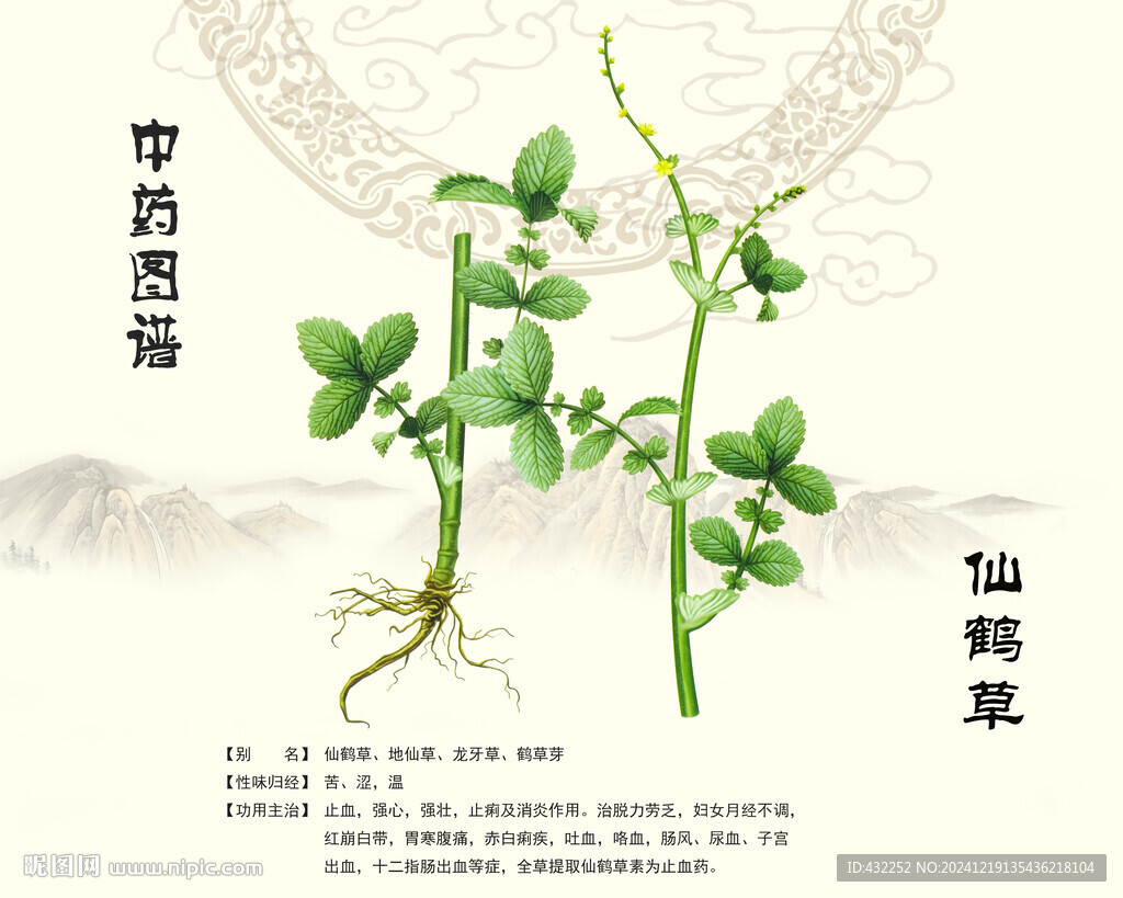 仙鹤草中药仙鹤草