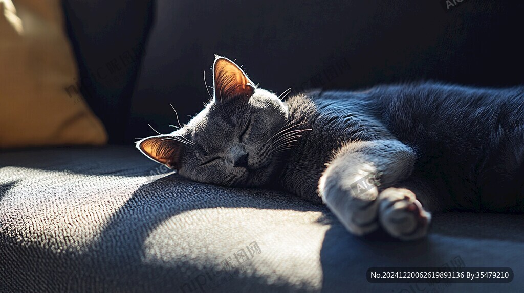 午后慵懒的猫咪
