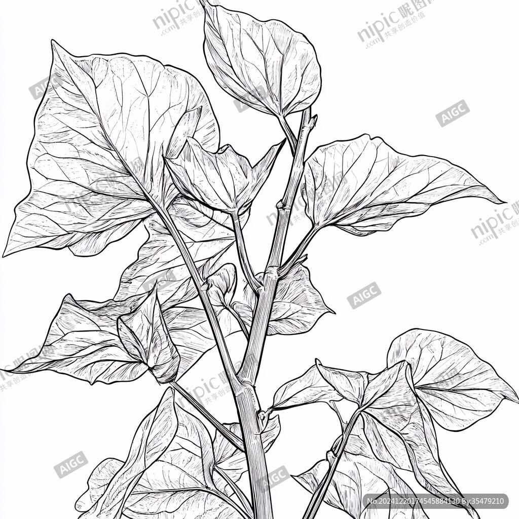紫苏黑白线稿