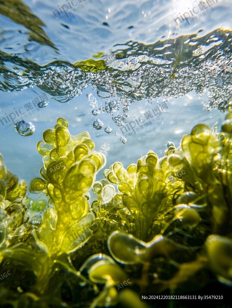 逆光水草