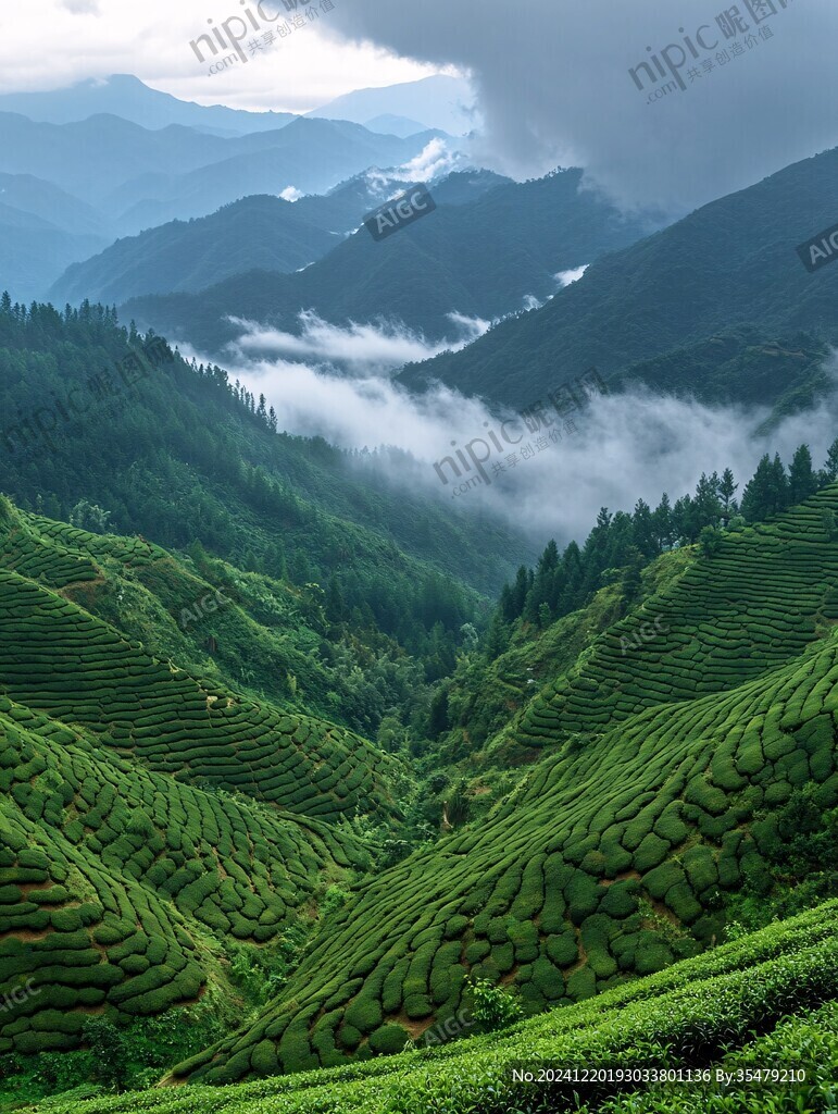 雾都茶园