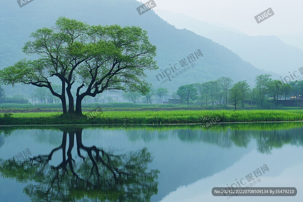 大九湖树木