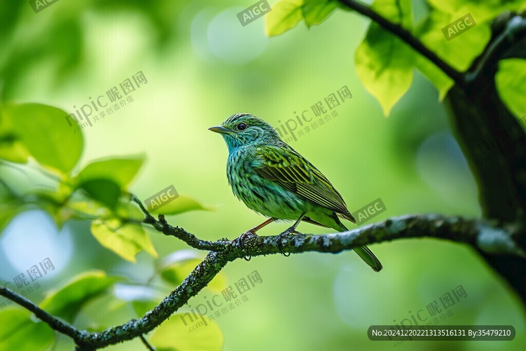 翡翠雀胗