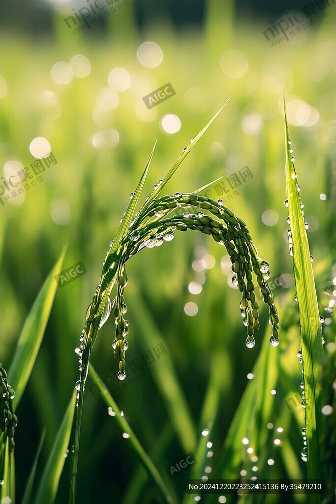水珠稻穗