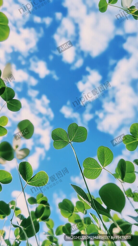 幸运草背景素材