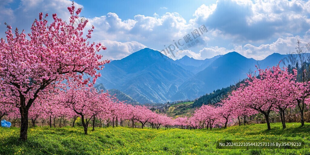桃花源桃花园桃林