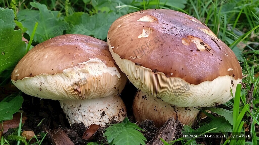 草丛中的菌类