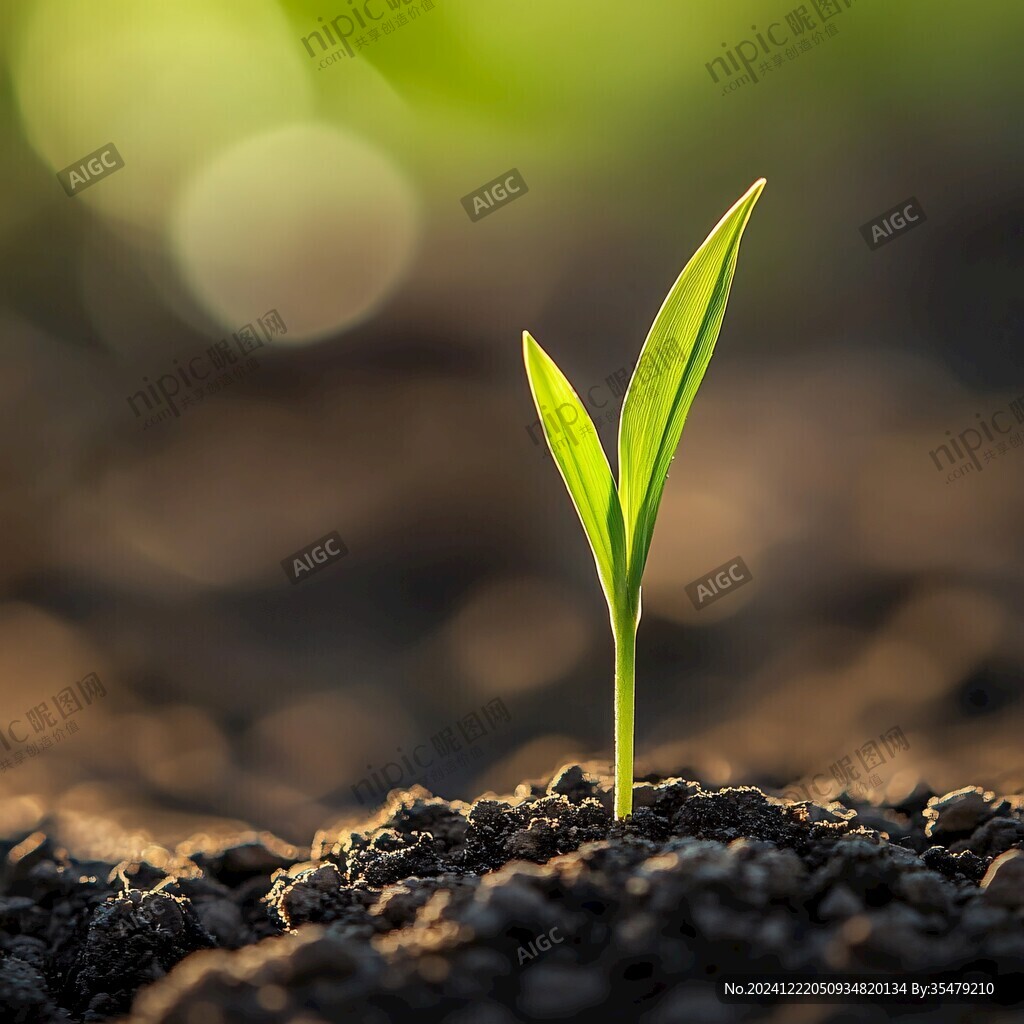 幼苗高清图