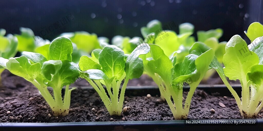 菜苗素材