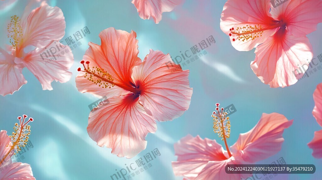 背景芙蓉花