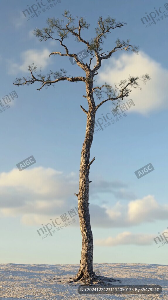 大漠孤树