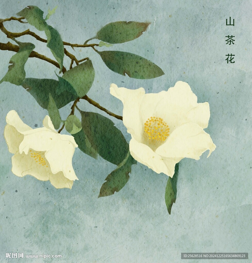手绘山茶花