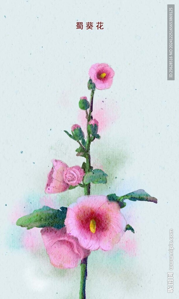 手绘蜀葵花