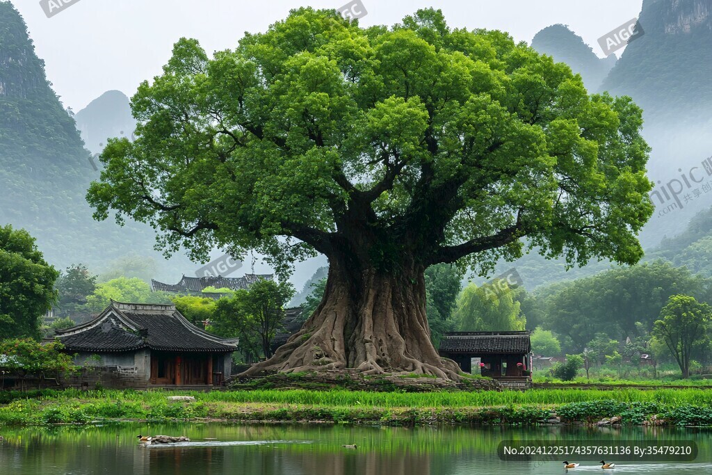 遇龙河大榕树