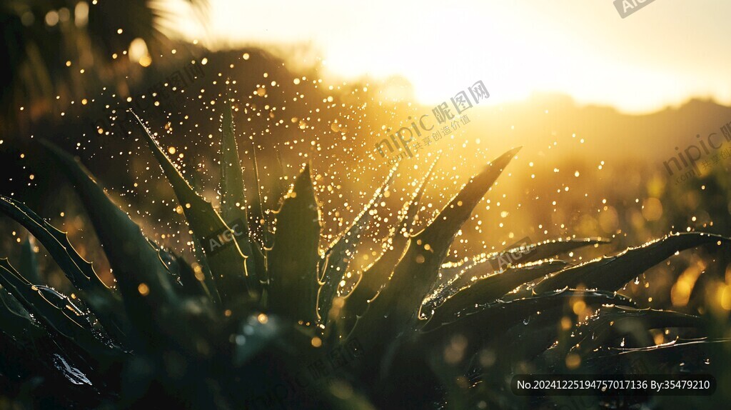 夕阳早晨水珠