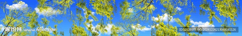 绿树成荫