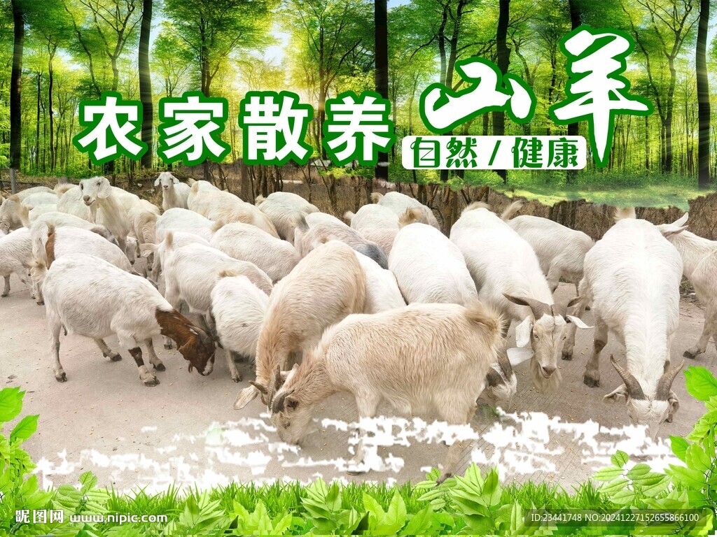 农家散养山羊