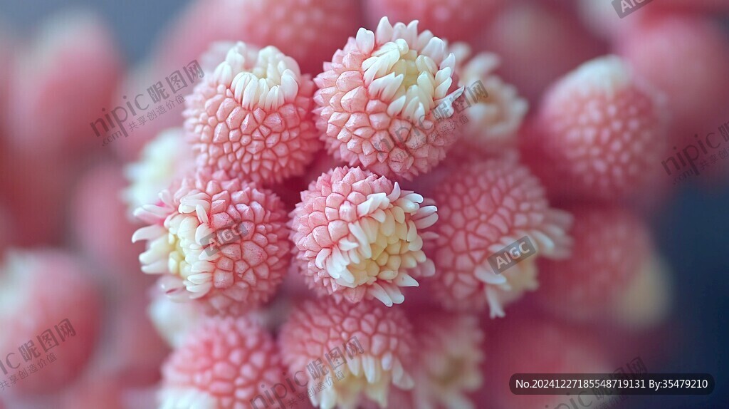 花卉花瓣红绒球