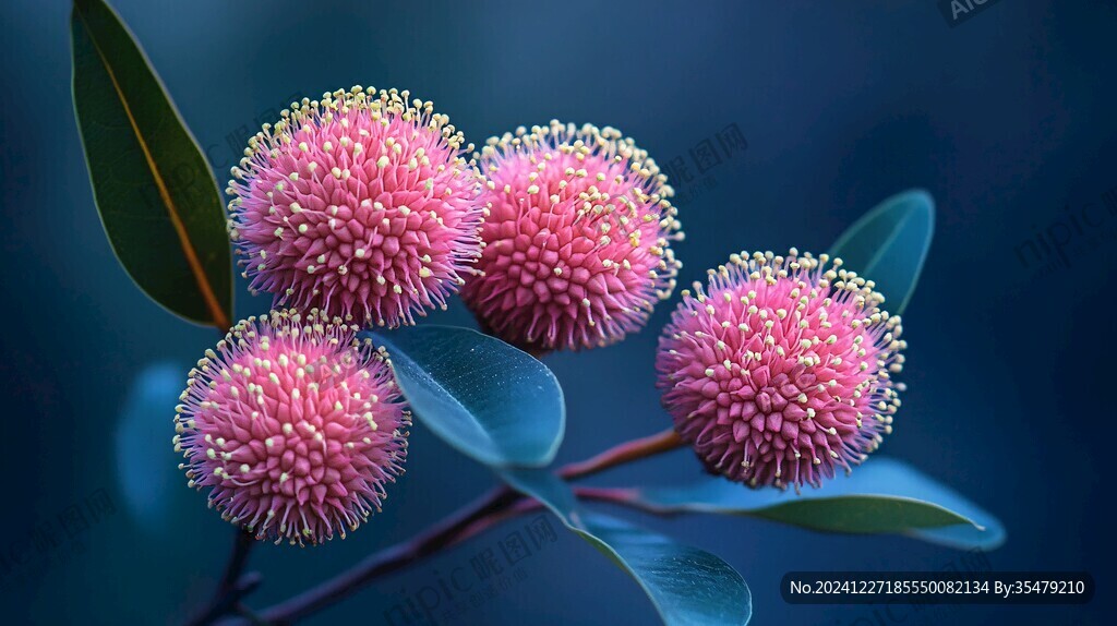 花卉花瓣红绒球