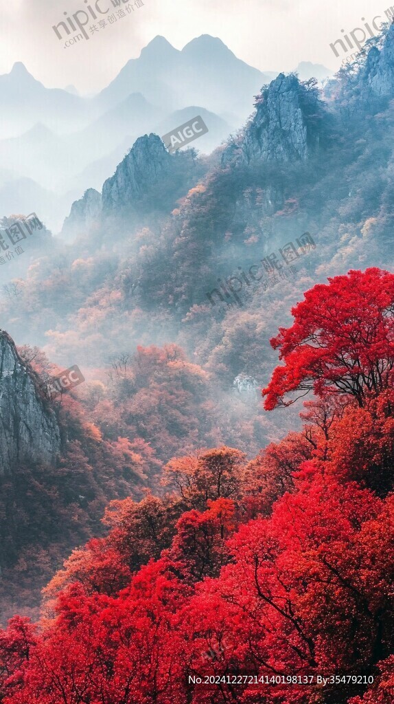 枫树满山红叶