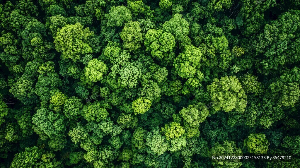 航拍森林植被