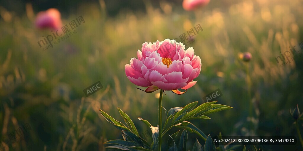 光影芍药