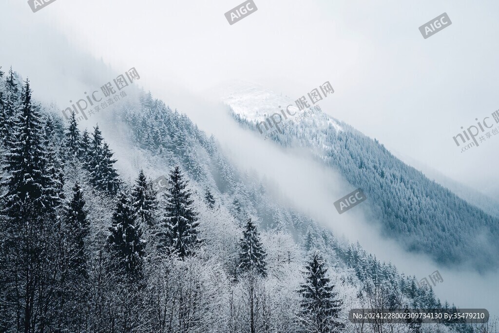 雪山松林晨雾行
