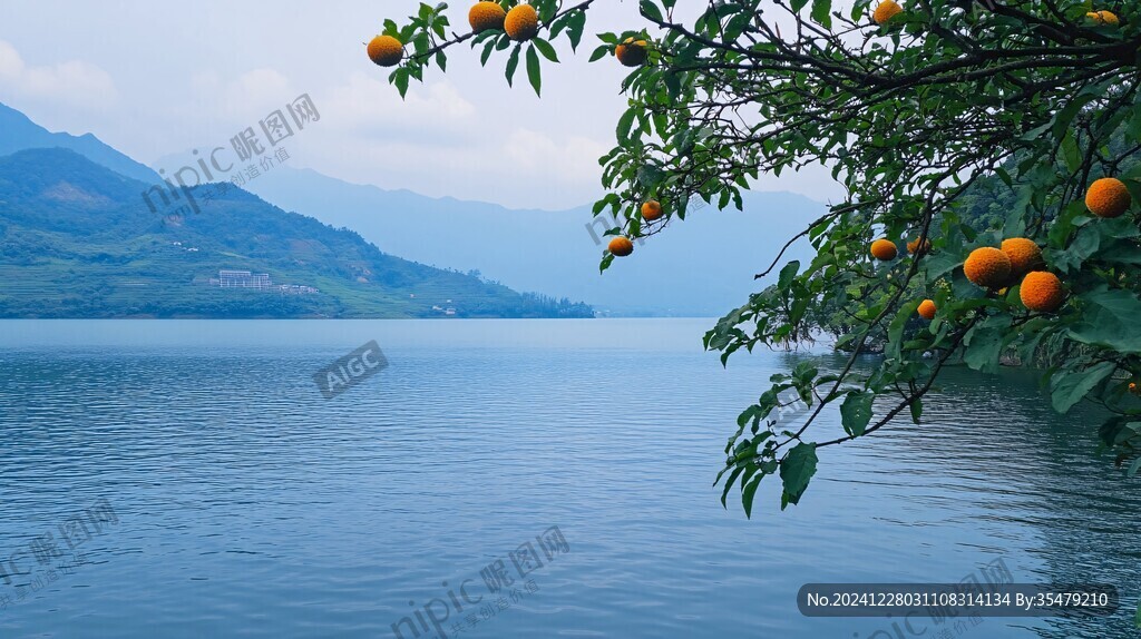 两岸橘林