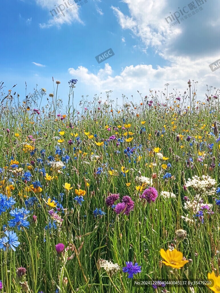 蓝天下的野花世界
