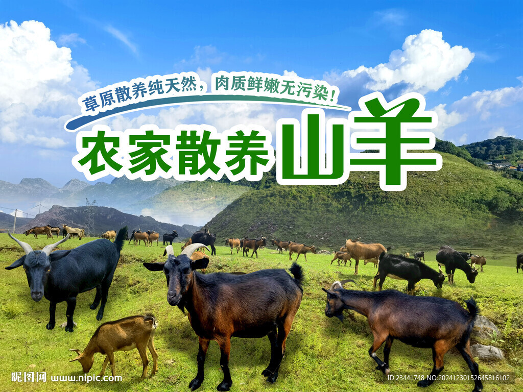 农家黑山羊