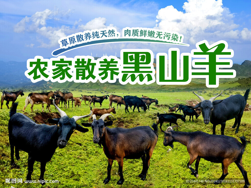 农家散养黑山羊