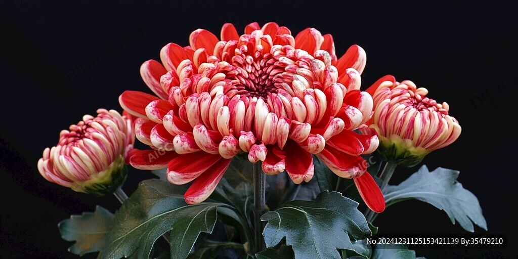 红白相间的菊花