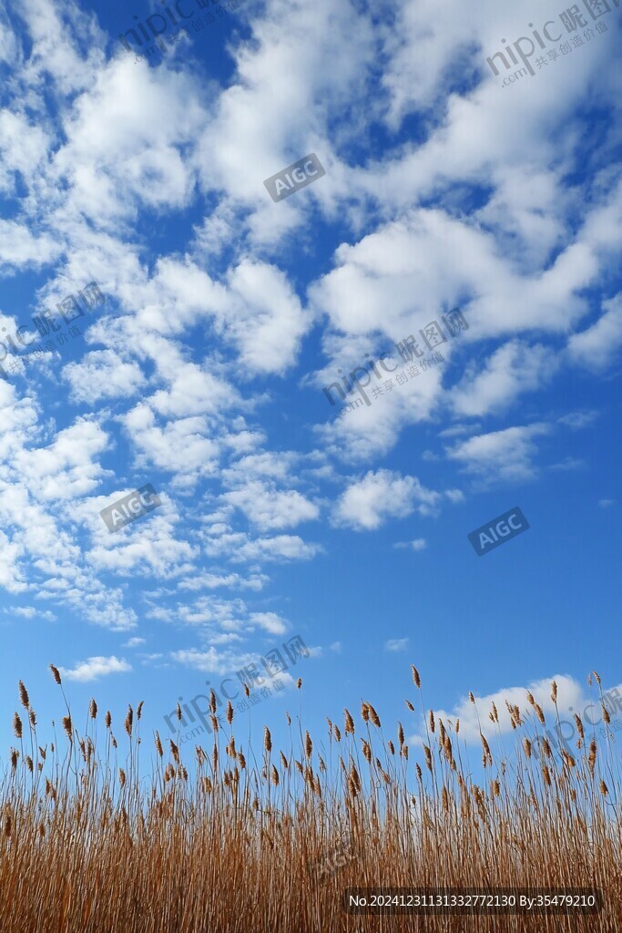 蓝天毛草