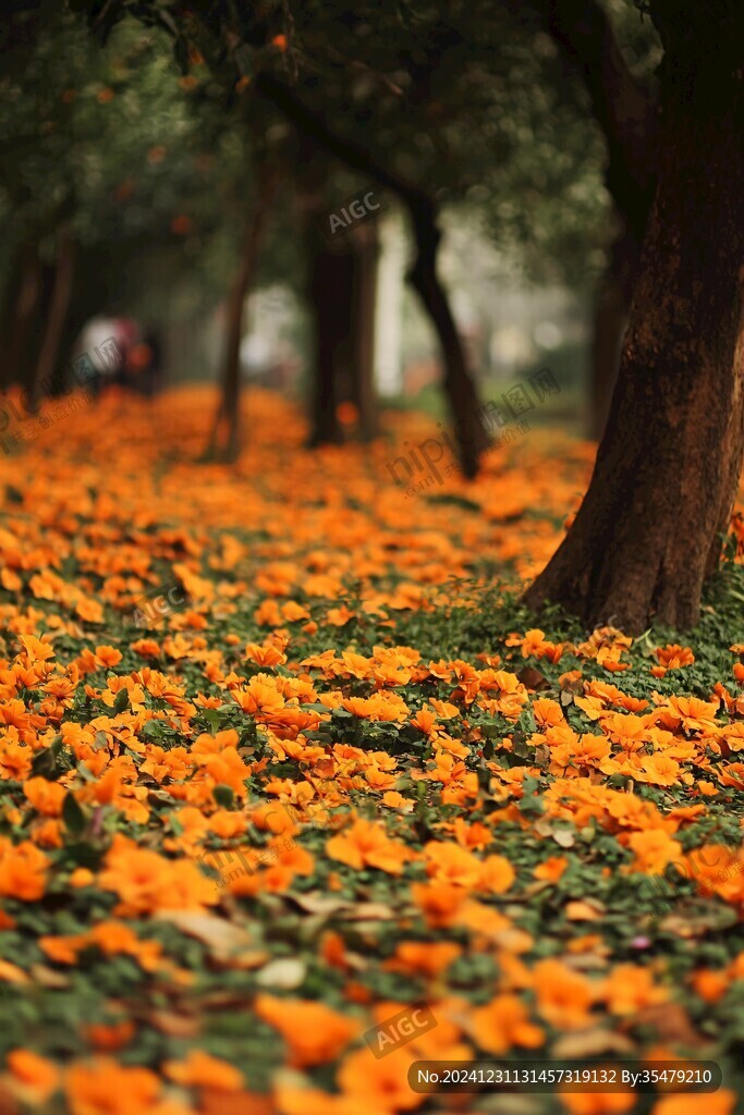 黄色的花落满地