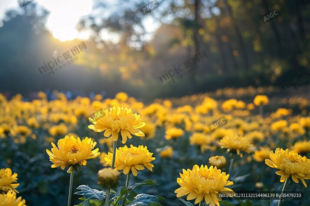 夕阳菊花