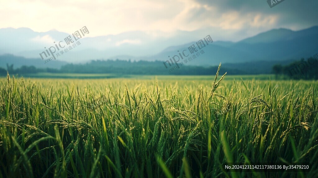 高清乡村稻天