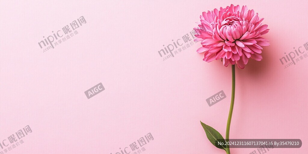 高清粉红色菊花背景