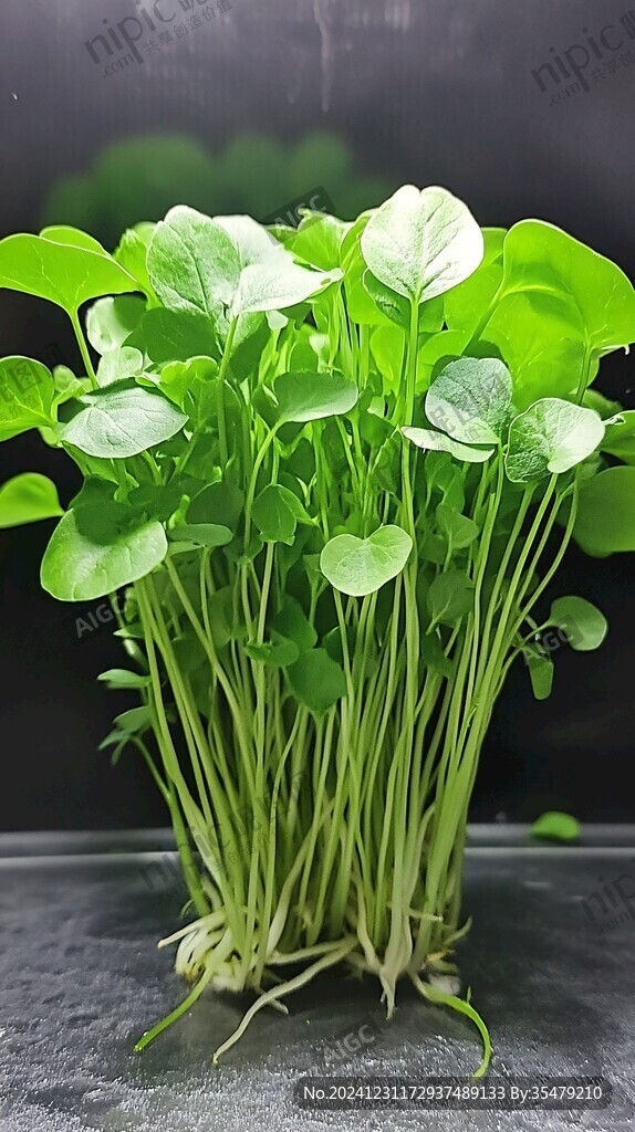 豌豆苗食材