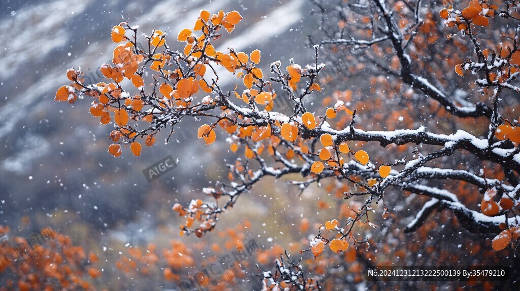 雪中火棘果