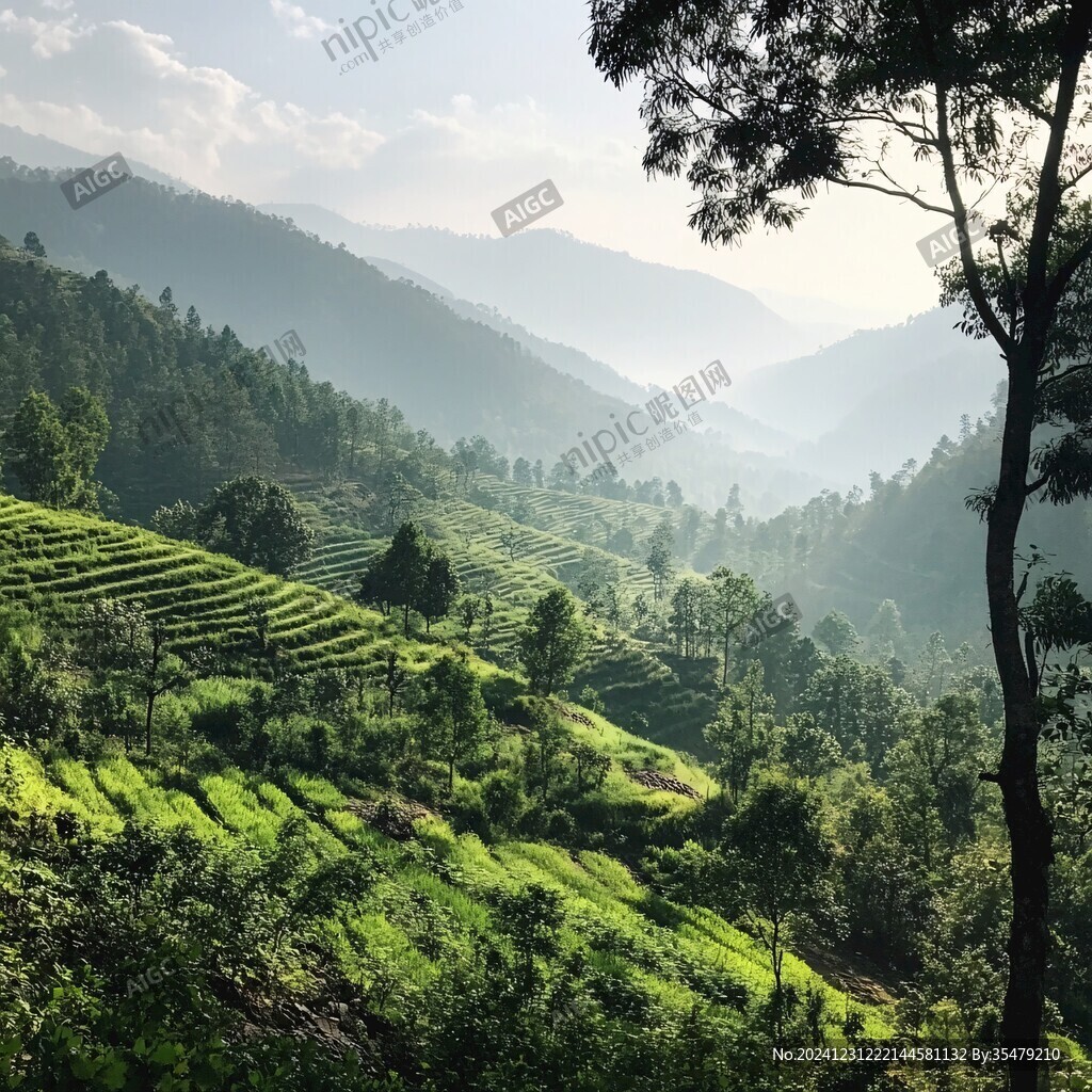 斯里兰卡高山茶园