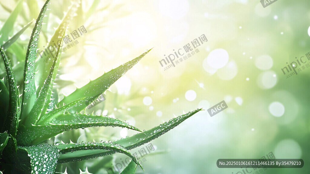 好看芦荟