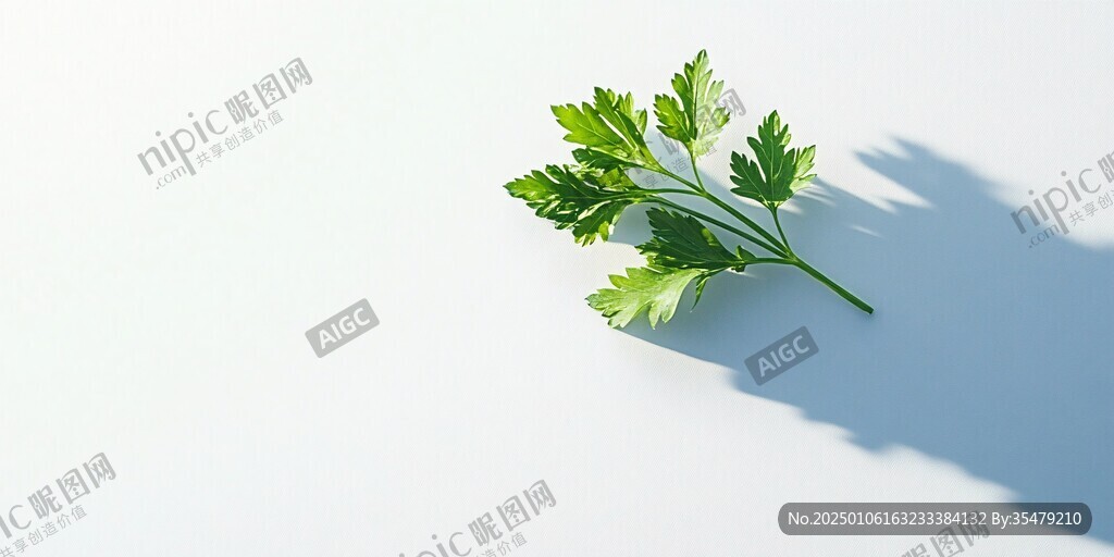 一根香菜叶