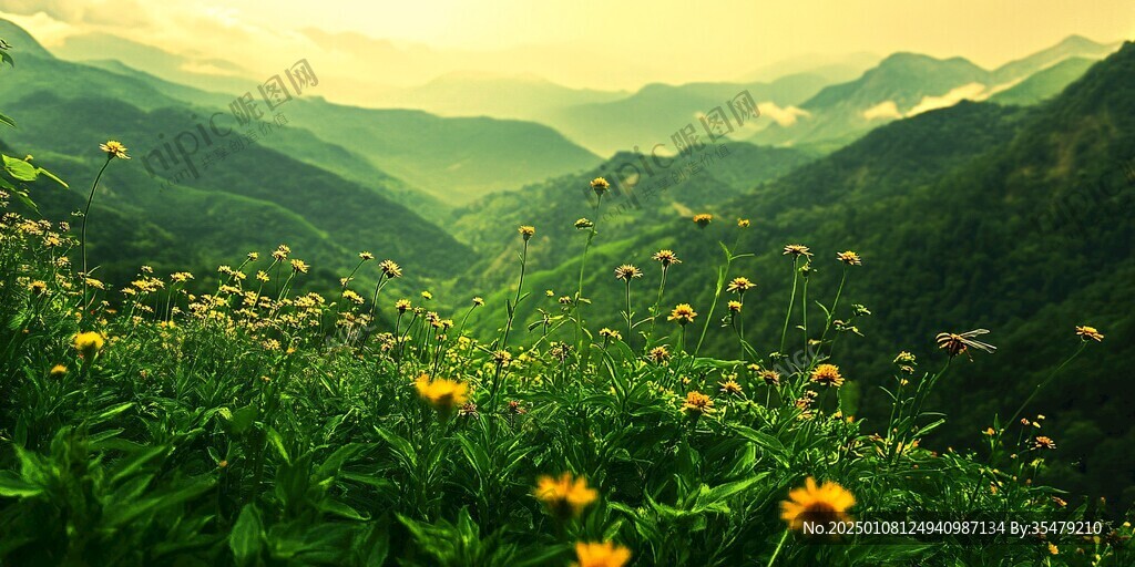 山岭黄花