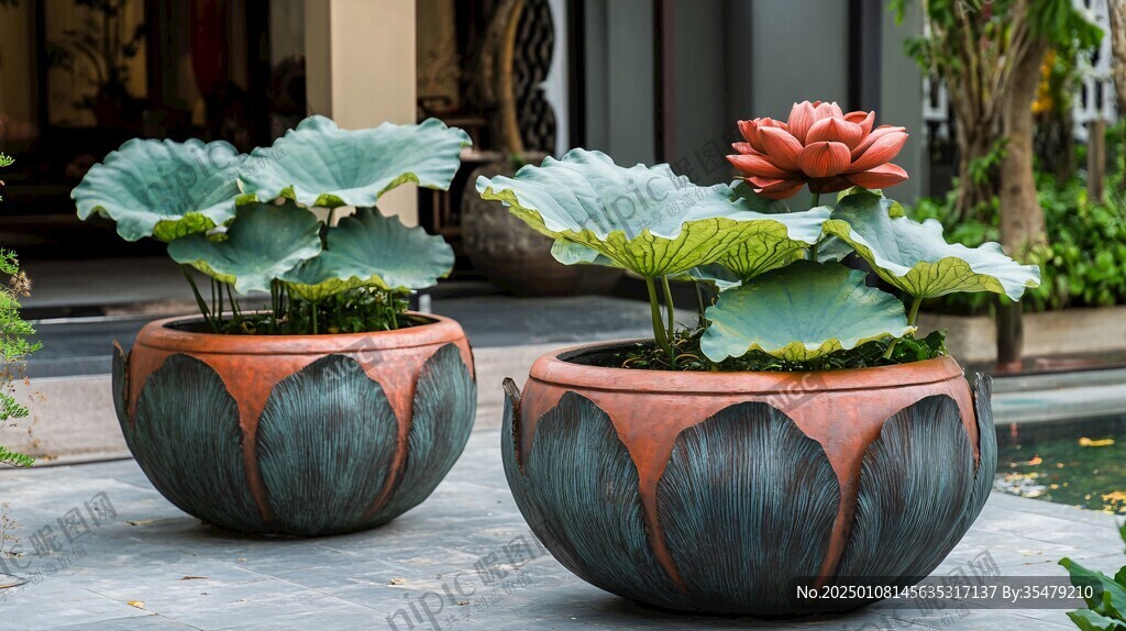 荷花水缸
