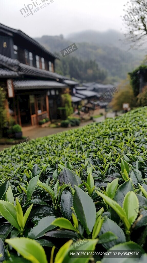 雨后春茶