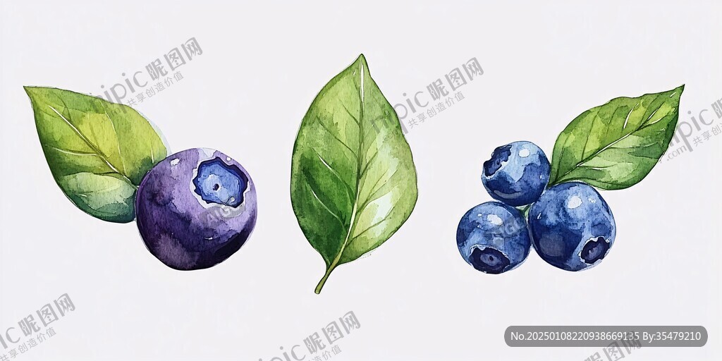 原创蓝莓插画